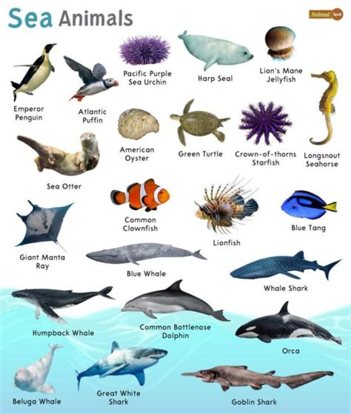 Actually, Lots Of These Monstrous Creatures Have Been Found On Beaches |