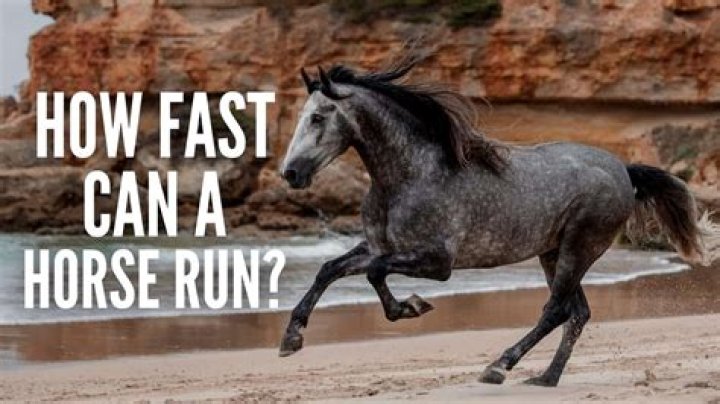 How far can a horse trot without stopping?
