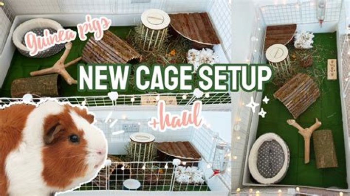 How long will my guinea pig be scared of me?