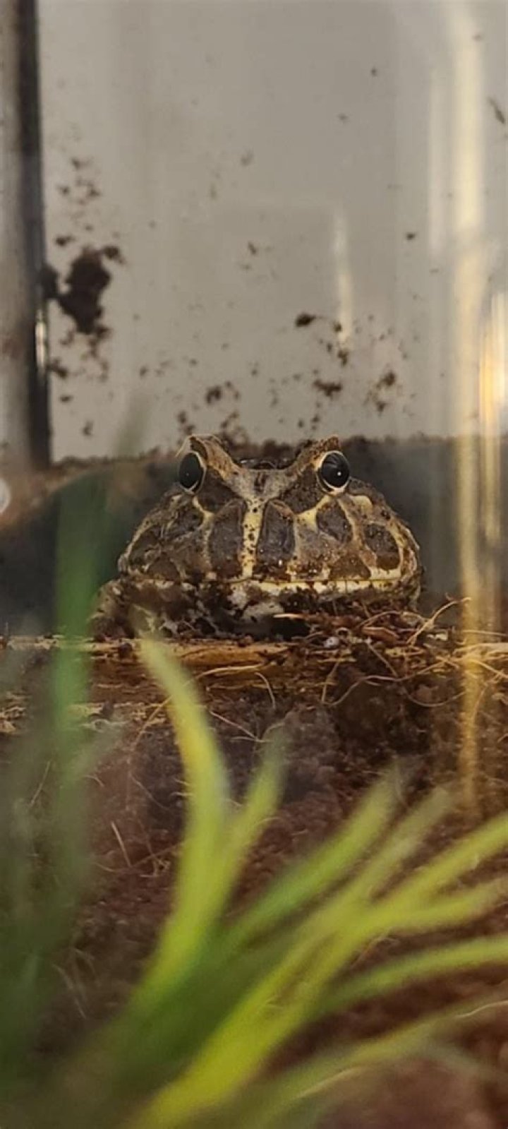 How often should I feed my frog?