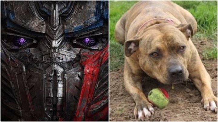 Michael Bay Gives Worlds Loneliest Dog Role in Transformers |