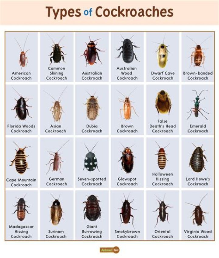 NovaVibe | What good are cockroaches?