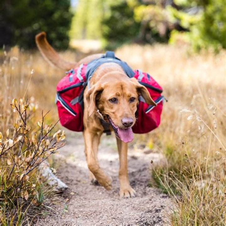 The Best Hiking Gear for Dogs of 2023, According to Avid Hikers |