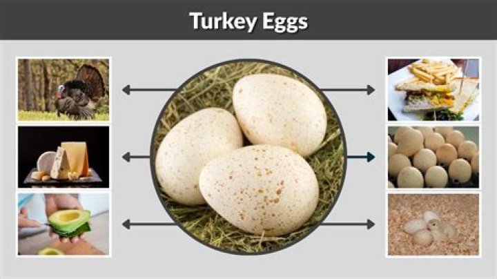 What Do Turkey Eggs Look Like? And Why Dont We Eat Them?
